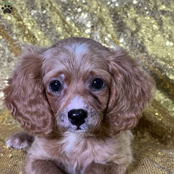 Tim, Cavapoo Puppy